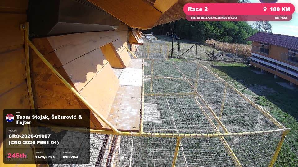 Pigeon Arrival Image For Race Race 2