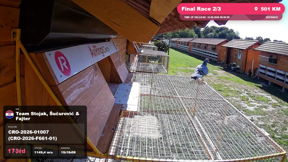 Pigeon Arrival Image For Race Final Race 2/3