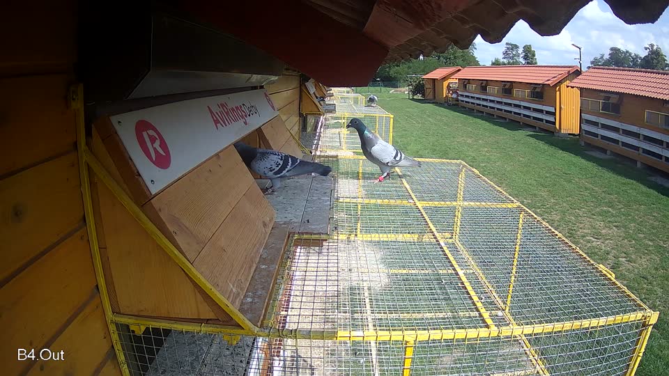 Pigeon Arrival Image For Race Race 6