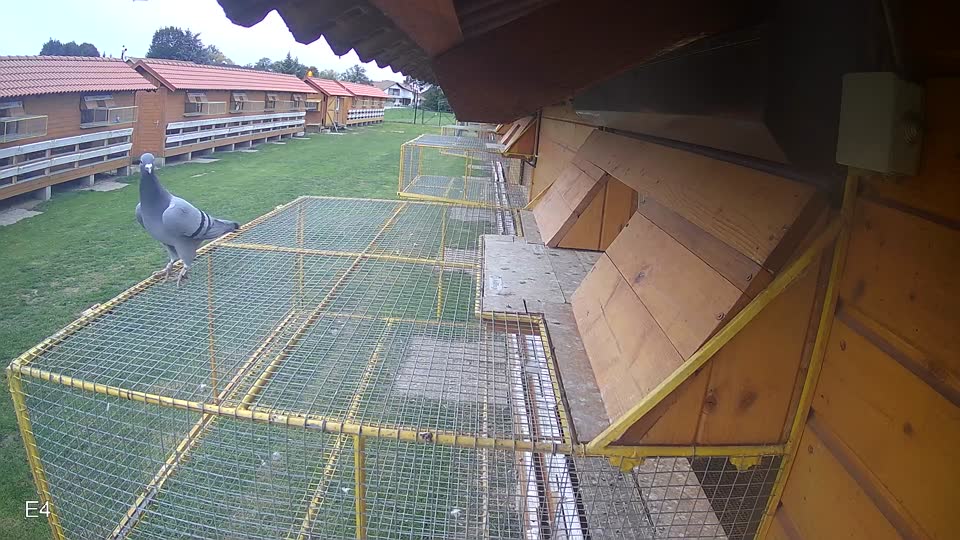 Pigeon Arrival Image For Race Final race 3