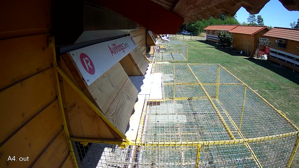 Pigeon Arrival Image For Race Race 3