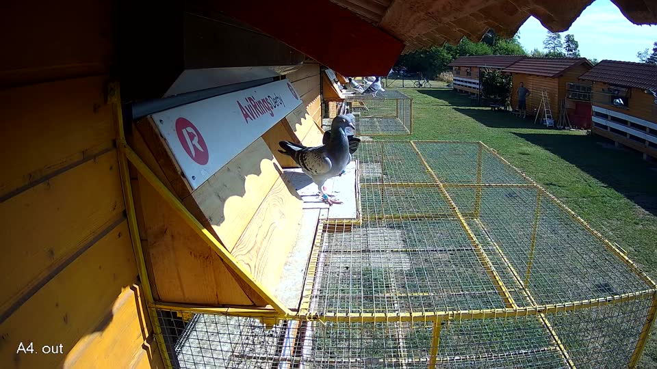 Pigeon Arrival Image For Race Race 2