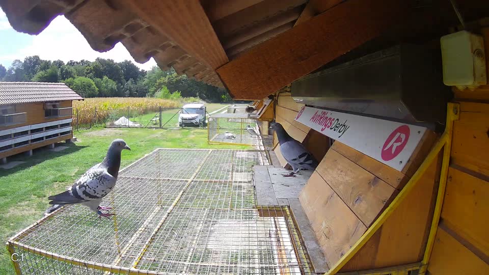Pigeon Arrival Image For Race Race 4