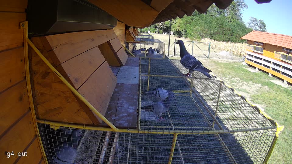 Pigeon Arrival Image For Race Race 3