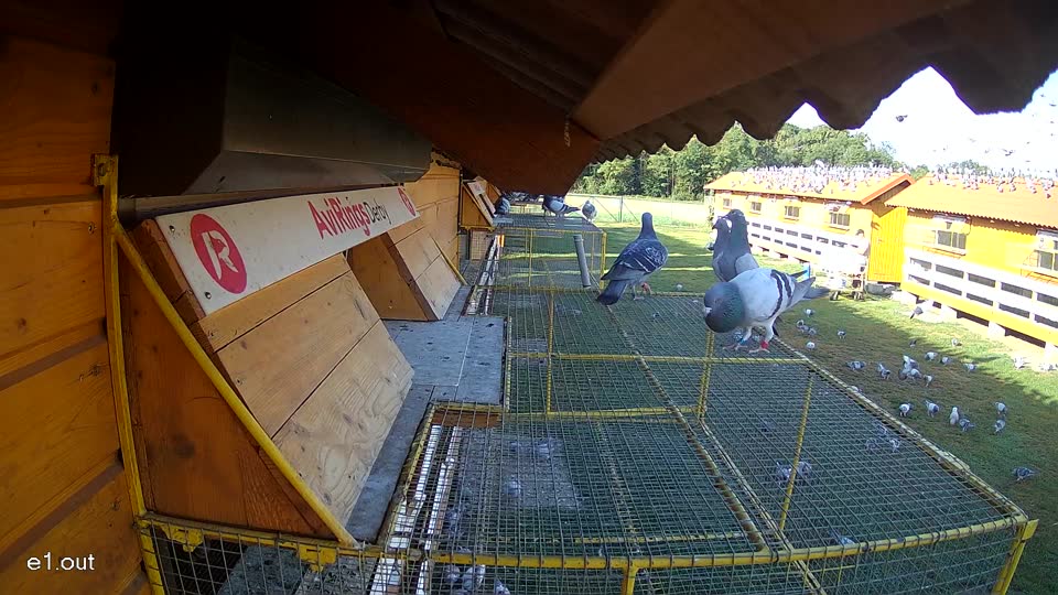 Pigeon Arrival Image For Race Race 2