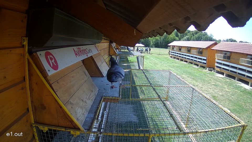 Pigeon Arrival Image For Race Race 5