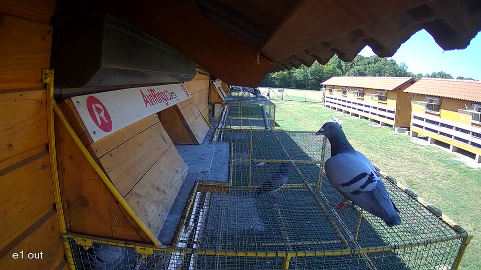 Pigeon Arrival Image For Race Race 3