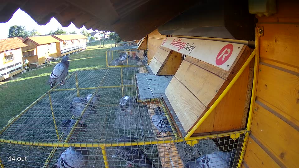 Pigeon Arrival Image For Race Final Race 1/3