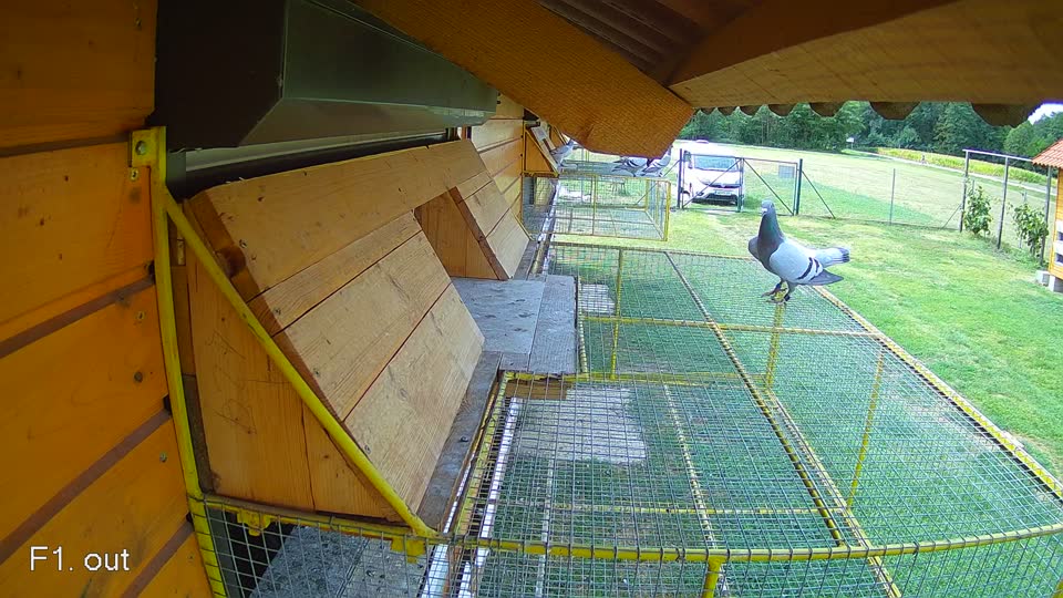 Pigeon Arrival Image For Race Race 4