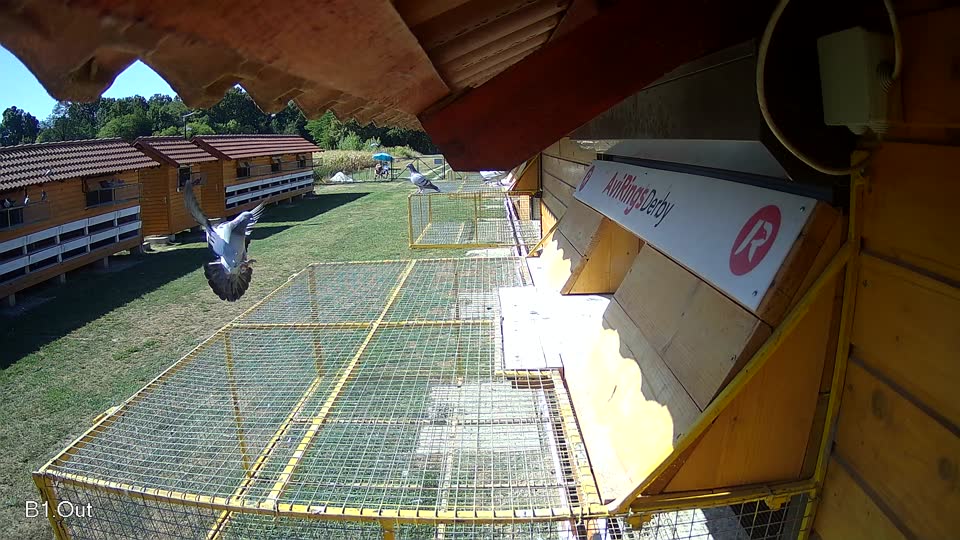 Pigeon Arrival Image For Race Race 3