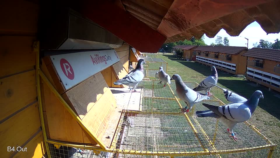 Pigeon Arrival Image For Race Race 2