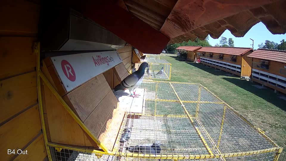 Pigeon Arrival Image For Race Race 5