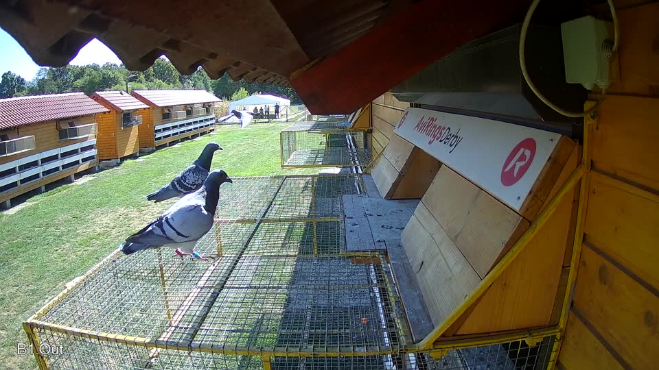 Pigeon Arrival Image For Race Final Race 1/3