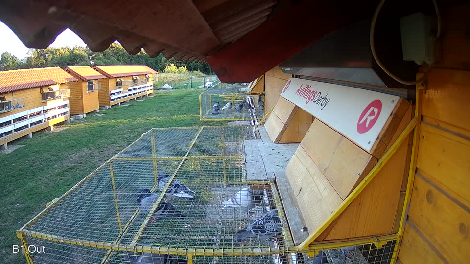 Pigeon Arrival Image For Race Race 4