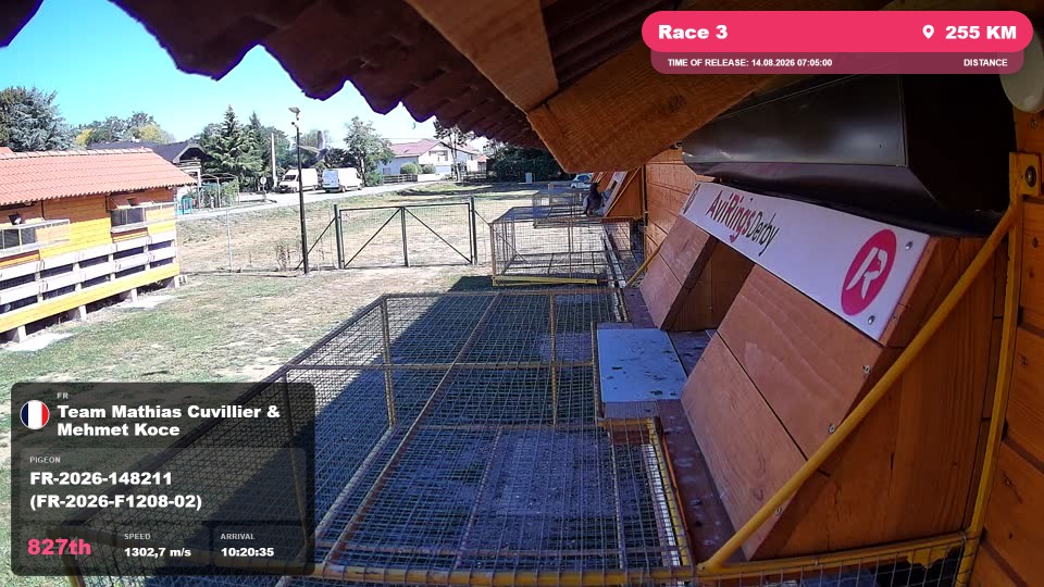 Pigeon Arrival Image For Race Race 3