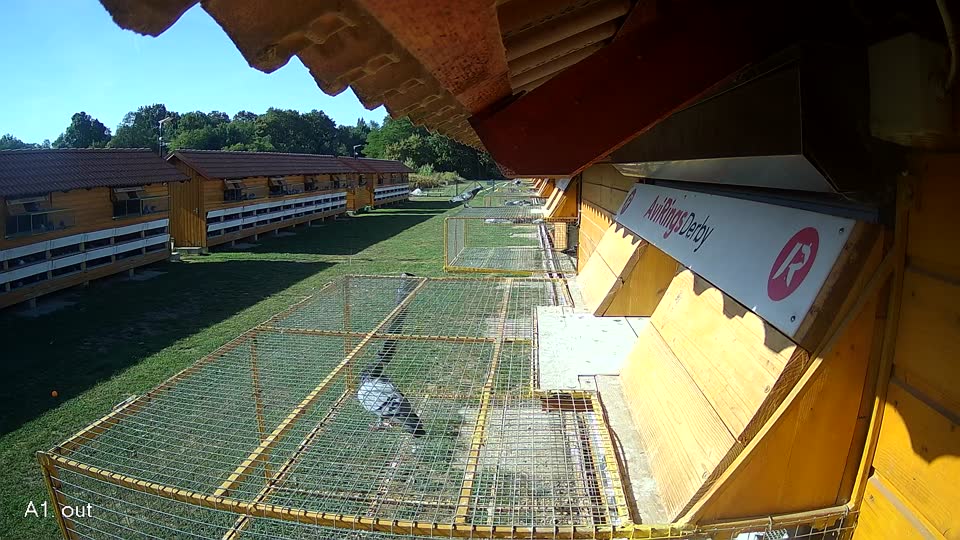 Pigeon Arrival Image For Race Race 5
