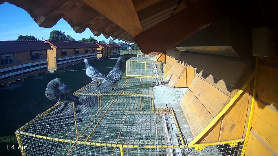 Pigeon Arrival Image For Race Final Race 1/3