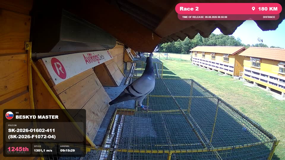 Pigeon Arrival Image For Race Race 2