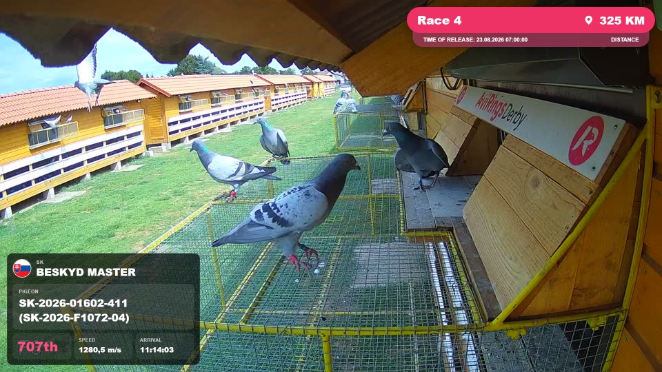 Pigeon Arrival Image For Race Race 4