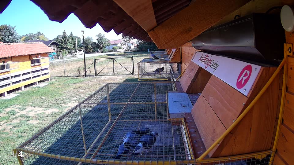 Pigeon Arrival Image For Race Race 2
