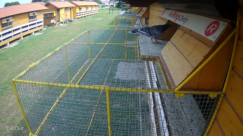 Pigeon Arrival Image For Race Race 3