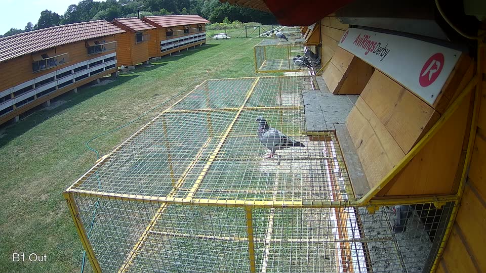 Pigeon Arrival Image For Race Race 3