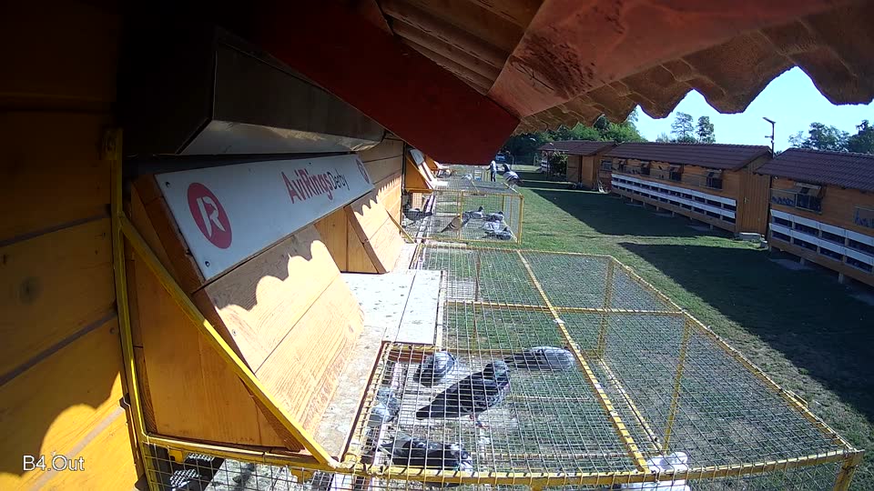 Pigeon Arrival Image For Race Race 5