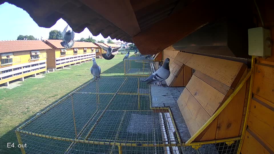 Pigeon Arrival Image For Race Race 1