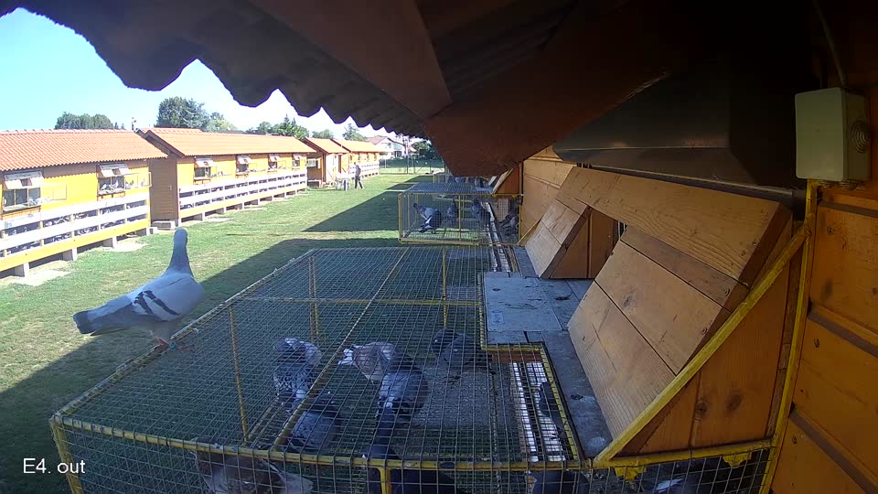Pigeon Arrival Image For Race Race 5