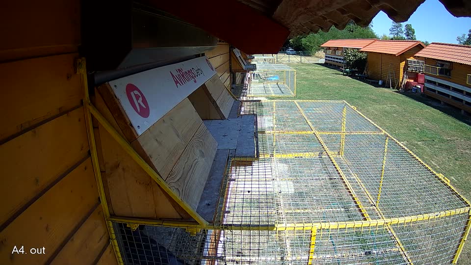 Pigeon Arrival Image For Race Race 3