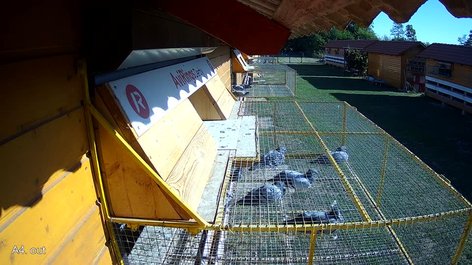 Pigeon Arrival Image For Race Final Race 1/3