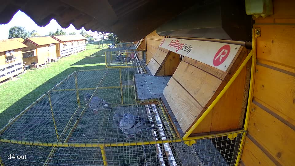 Pigeon Arrival Image For Race Final Race 2/3