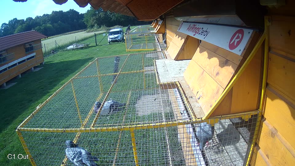 Pigeon Arrival Image For Race Final race 1