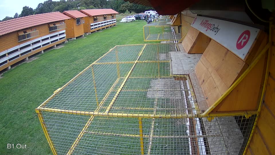 Pigeon Arrival Image For Race Final race 2
