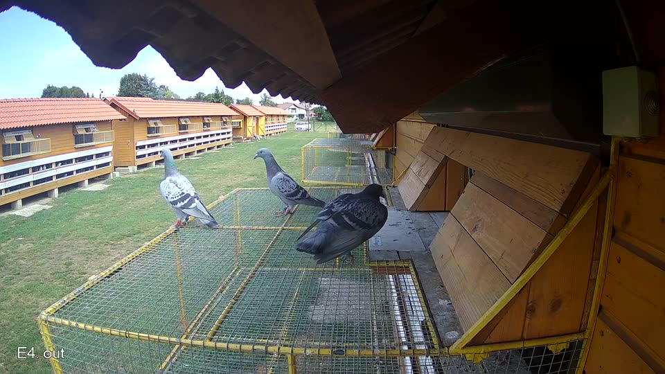 Pigeon Arrival Image For Race Race 4