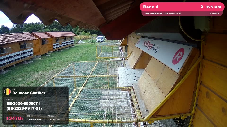 Pigeon Arrival Image For Race Race 4