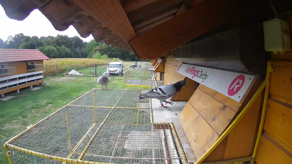 Pigeon Arrival Image For Race Race 4