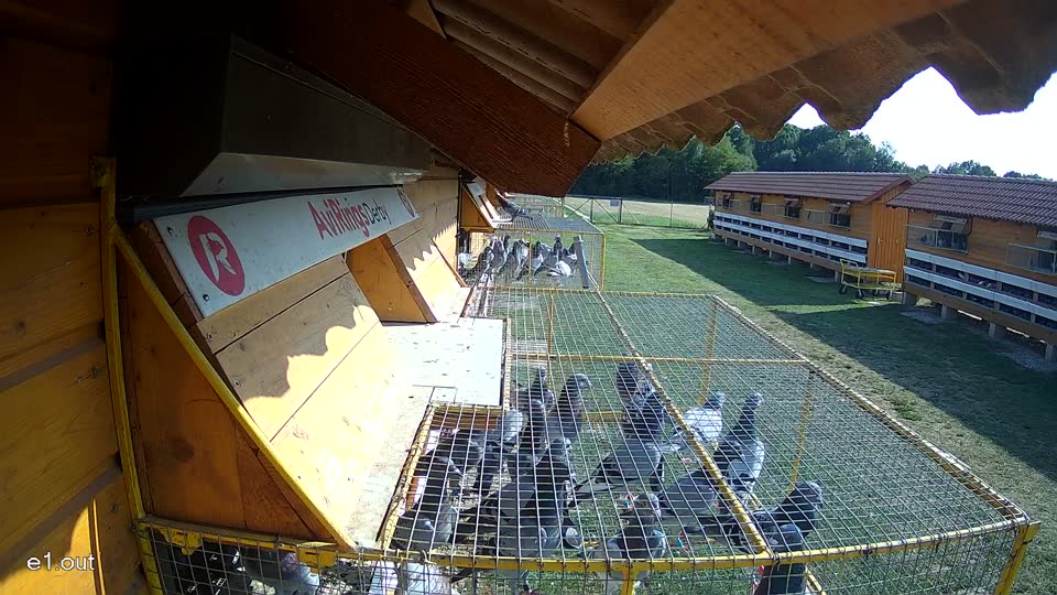 Pigeon Arrival Image For Race Race 1