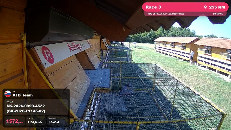 Pigeon Arrival Image For Race Race 3