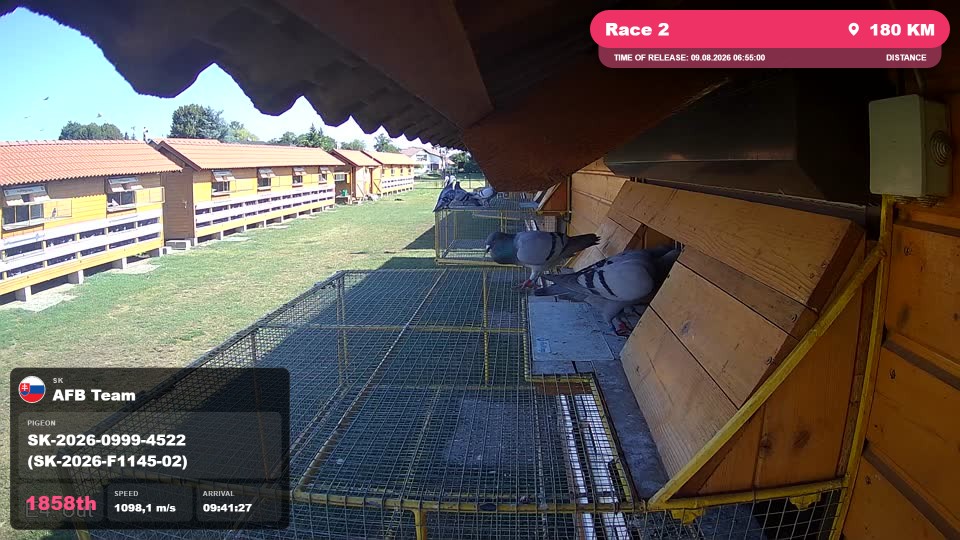 Pigeon Arrival Image For Race Race 2