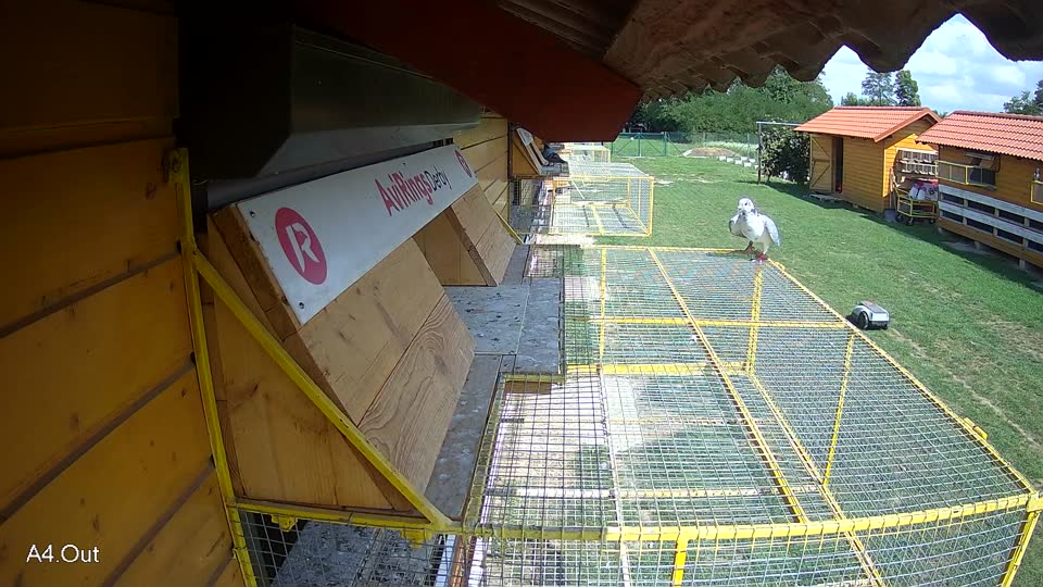 Pigeon Arrival Image For Race Race 6