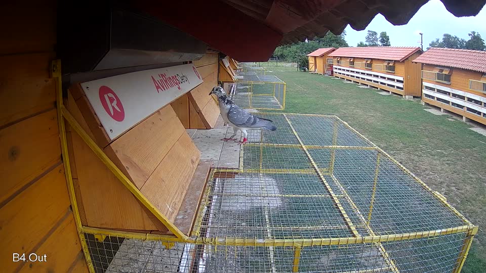 Pigeon Arrival Image For Race Race 4