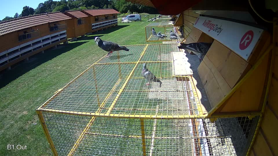 Pigeon Arrival Image For Race Race 2