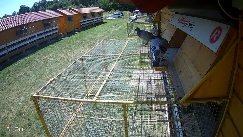 Pigeon Arrival Image For Race Race 5