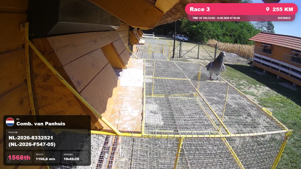 Pigeon Arrival Image For Race Race 3