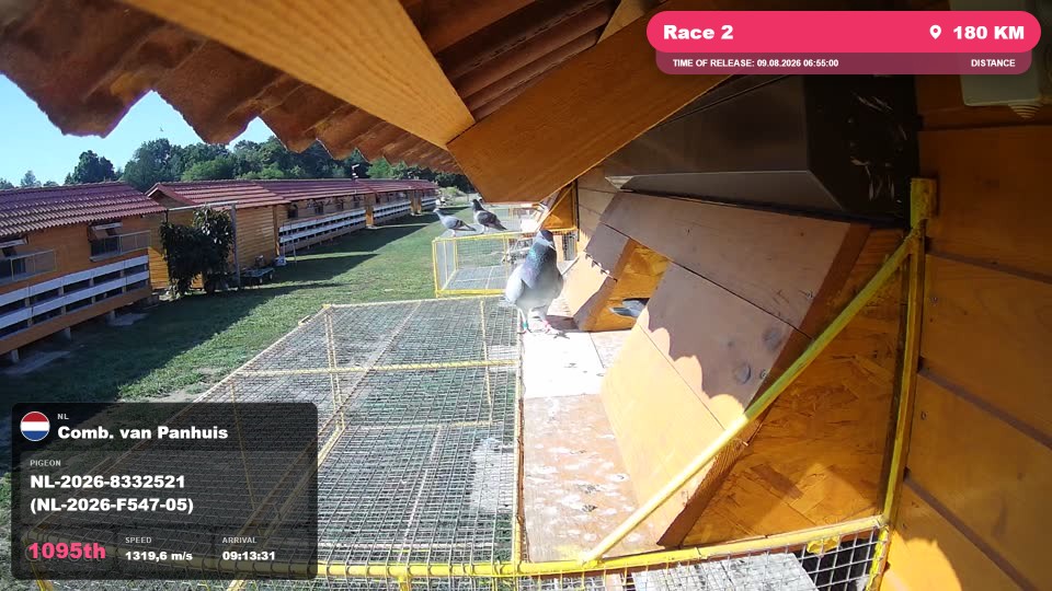 Pigeon Arrival Image For Race Race 2