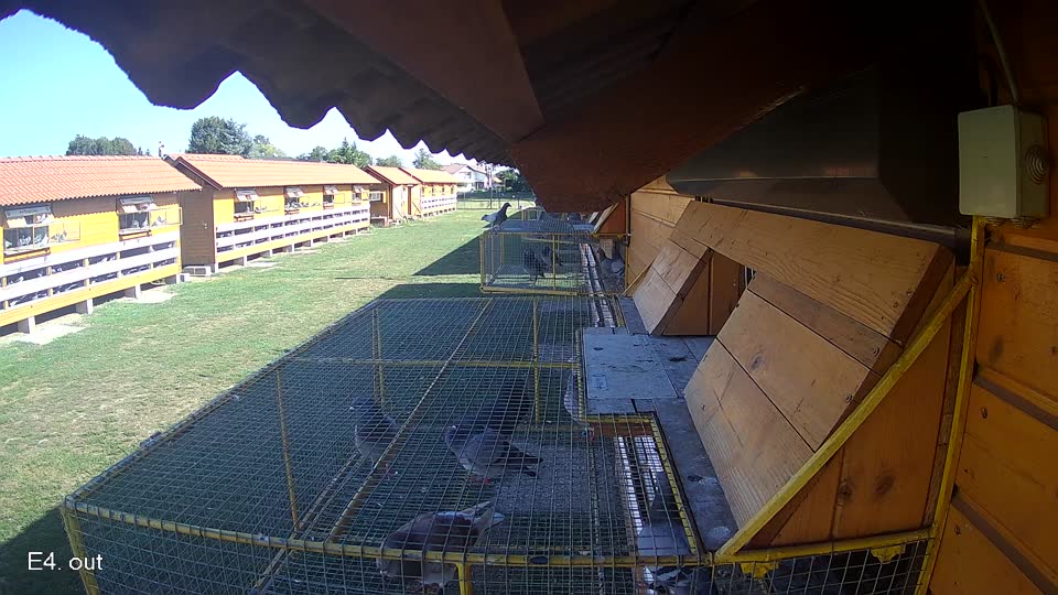 Pigeon Arrival Image For Race Race 5