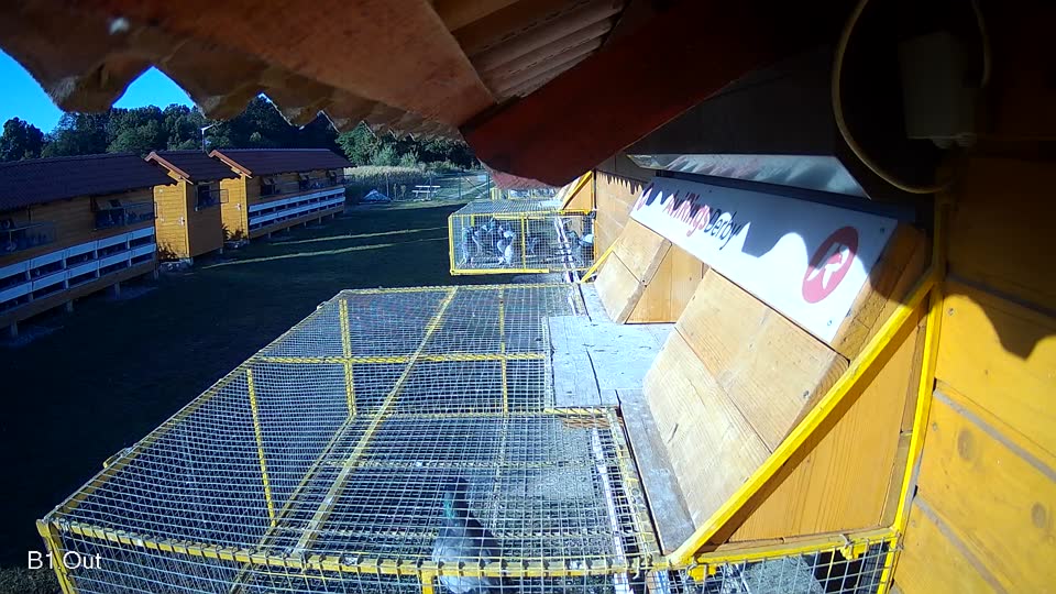 Pigeon Arrival Image For Race Race 3