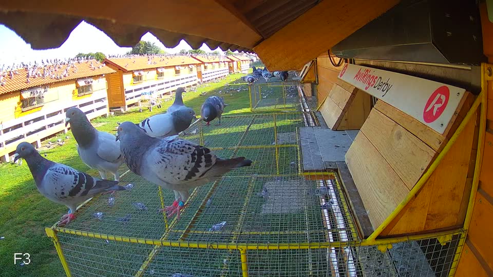 Pigeon Arrival Image For Race Race 2