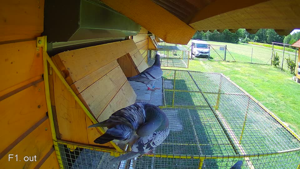 Pigeon Arrival Image For Race Race 4